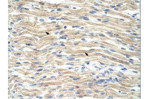 Image no. 1 for anti-Exosome Component 6 (EXOSC6) (N-Term) antibody (ABIN202141) (EXOSC6 抗体  (N-Term))