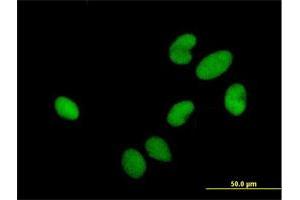 Immunofluorescence of purified MaxPab antibody to HIRIP3 on HeLa cell. (HIRIP3 抗体  (AA 1-556))