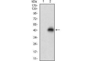 Western blot analysis using TCL1A mAb against HEK293 (1) and TCL1A (AA: 10-104)-hIgGFc transfected HEK293 (2) cell lysate. (TCL1A 抗体  (AA 10-104))