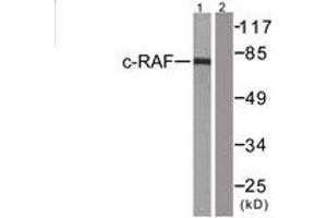 Western blot analysis of extracts from 293 cells, treated with PMA 125ng/ml 30', using C-RAF (Ab-43) Antibody. (RAF1 抗体  (AA 11-60))