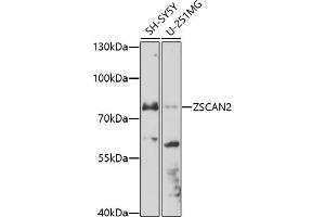 Western blot analysis of extracts of various cell lines, using ZSC antibody (ABIN7271442) at 1:1000 dilution. (ZSCAN2 抗体  (AA 50-150))