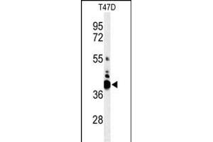 Western blot analysis of VTCN1 Antibody (Center) (ABIN653759 and ABIN2843059) in T47D cell line lysates (35 μg/lane). (VTCN1 抗体  (AA 72-100))