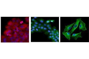 Immunofluorescence of HaCaT cells stained with Hoechst 3342 (Blue) for nucleus staining and monoclonal anti-human beta-Tubulin antibody (1:1000) with Texas Red (Red).