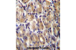 Immunohistochemistry (Paraffin-embedded Sections) (IHC (p)) image for anti-Torsin Family 1, Member B (Torsin B) (TOR1B) (AA 214-243), (C-Term) antibody (ABIN955295)