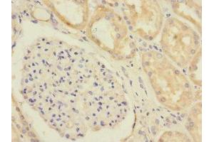 Immunohistochemistry of paraffin-embedded human kidney tissue using ABIN7152246 at dilution of 1:100 (SLC1A7 抗体  (AA 115-220))