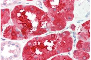 Rabbit Anti-ALDOB antibody  Formalin Fixed Paraffin Embedded Tissue: Human Adult Kidney  Observed Staining: Cytoplasm in hepatocytes Primary Antibody Concentration: 1:600 Secondary Antibody: Donkey anti-Rabbit-Cy3 Secondary Antibody Concentration: 1:200 Magnification: 20X Exposure Time: 0. (ALDOB 抗体  (Middle Region))