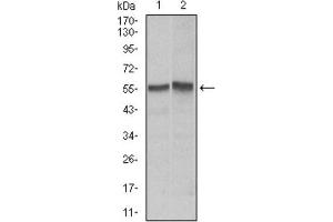 Western Blotting (WB) image for anti-TNF Receptor Superfamily, Member 6 (FAS) antibody (ABIN1845671) (FAS 抗体)