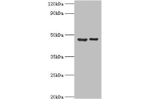Western blot All lanes: Histone-lysine N-methyltransferase SUV39H2 antibody at 0. (SUV39H2 抗体  (AA 201-410))