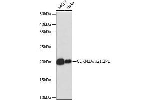 Western blot analysis of extracts of various cell lines, using CDKN1A/p21CIP1 antibody (ABIN7266599) at 1:1000 dilution. (p21 抗体)