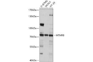 Western blot analysis of extracts of various cell lines, using MTMR8 antibody (ABIN7268766) at 1:1000 dilution. (MTMR8 抗体  (AA 430-560))