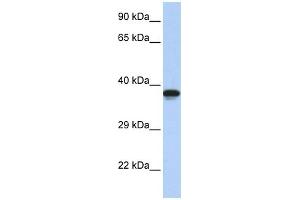 WB Suggested Anti-DMRTC2 Antibody Titration:  0. (DMRTC2 抗体  (N-Term))