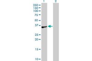 Western Blot analysis of TOMM34 expression in transfected 293T cell line by TOMM34 MaxPab polyclonal antibody.