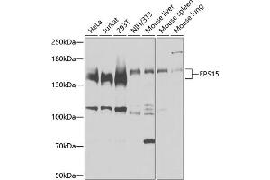 Western blot analysis of extracts of various cell lines, using EPS15 antibody  at 1:3000 dilution. (EPS15 抗体  (AA 660-840))
