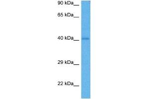 Host:  Rabbit  Target Name:  SOX1  Sample Tissue:  Mouse Heart  Antibody Dilution:  1ug/ml (SOX1 抗体  (Middle Region))
