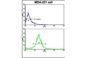 Flow cytometric analysis of MDA-231 cells using ACTN4 Antibody (C-term)(bottom histogram) compared to a negative control cell (top histogram). (alpha Actinin 4 抗体  (C-Term))