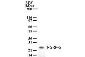 Image no. 1 for anti-Peptidoglycan Recognition Protein 1 (PGLYRP1) (AA 165-180) antibody (ABIN208153) (PGLYRP1 抗体  (AA 165-180))
