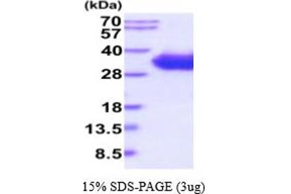 CD2 Protein (CD2) (AA 25-209) (His tag)