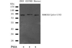 Image no. 2 for anti-Myristoylated Alanine-Rich Protein Kinase C Substrate (MARCKS) (pSer170) antibody (ABIN401559) (MARCKS 抗体  (pSer170))