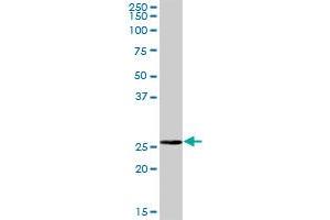 BPHL MaxPab polyclonal antibody. (BPHL 抗体  (AA 1-274))