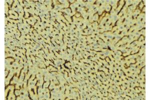 ABIN6276677 at 1/100 staining Mouse liver tissue by IHC-P. (PROC 抗体  (Internal Region))
