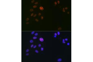 Immunofluorescence analysis of U2OS cells using SUPT5H/SPT5 Rabbit mAb (ABIN7270878) at dilution of 1:100 (40x lens). (SUPT5H 抗体)