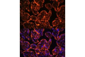 Immunofluorescence (IF) image for anti-Ectonucleoside Triphosphate diphosphohydrolase 1 (ENTPD1) (AA 1-180) antibody (ABIN1679729)