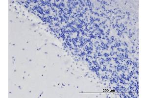 Immunohistochemistry (IHC) image for anti-Teneurin 3 (ODZ3) antibody (ABIN5929799) (TENM3 抗体)