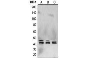 Western blot analysis of ERK1/2 expression in HeLa (A), NIH3T3 (B), PC12 (C) whole cell lysates. (ERK1/2 抗体  (C-Term))