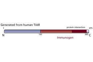 Image no. 3 for anti-TIA1 Cytotoxic Granule-Associated RNA Binding Protein-Like 1 (TIAL1) (AA 161-365) antibody (ABIN967917) (TIAL1 抗体  (AA 161-365))