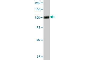 VCAM1 MaxPab polyclonal antibody.