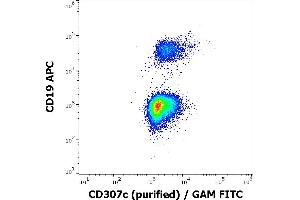 Flow cytometry multicolor surface staining of human lymphocytes stained using anti-human CD19 (LT19) APC antibody (10 μL reagent / 100 μL of peripheral whole blood) and anti-human CD307c (H5) purified antibody (1,7 μg/mL, GAM-FITC). (FCRL3 抗体)
