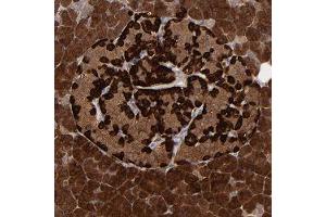 Immunohistochemical staining of human pancreas with SEMA3G polyclonal antibody  shows strong cytoplasmic positivity in exocrine glandular cells and islet cells at 1:200-1:500 dilution.