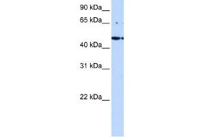 LYK5 antibody used at 0. (STRADA 抗体  (C-Term))