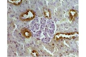 Rat kidney tissue was stained by Anti-Autoxin (369-391) (Human, Mouse) Serum (ENPP2 抗体  (AA 369-391))