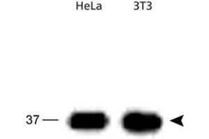 Western blot analysis of APEX1 in HeLa and 3T3 cell lysates using APEX1 polyclonal antibody .