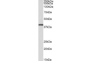 ABIN625823 (0. (GNAQ 抗体  (AA 162-175))