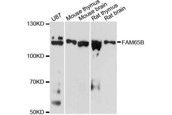 FAM65B anticorps  (AA 1-210)