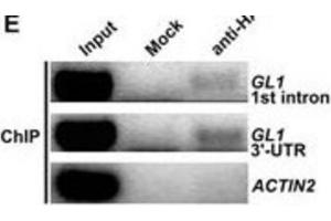 Image no. 1 for anti-HA-Tag antibody (ABIN2932102) (HA-Tag 抗体)