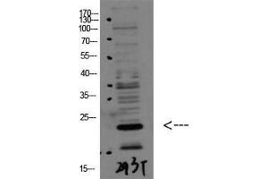 Western Blot (WB) analysis of 293T using Bax Polyclonal Antibody diluted at 1:1000. (BAX 抗体  (N-Term))