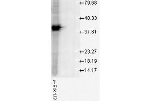 Western blot analysis of Human Cell line lysates showing detection of ERK1 protein using Rabbit Anti-ERK1 Polyclonal Antibody . (ERK1 抗体  (Biotin))