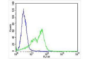 Overlay histogram showing HT-29 cells stained with Antibody (green line). (SLC16A11 抗体  (N-Term))