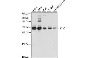 Western blot analysis of extracts of various cell lines, using ING4 antibody (ABIN6128091, ABIN6142452, ABIN6142454 and ABIN6221527) at 1:1000 dilution. (ING4 抗体  (AA 1-190))