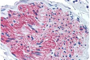 Anti-P2RX7 / P2X7 antibody  ABIN1049197 IHC staining of human pancreas, nerve. (P2RX7 抗体  (Internal Region))