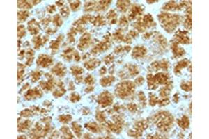 IHC testing of FFPE human pancreas with Elastase 3B antibody. (Elastase 3B 抗体  (AA 82-238))