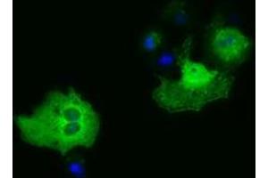 Anti-PAICS mouse monoclonal antibody (ABIN2453415) immunofluorescent staining of COS7 cells transiently transfected by pCMV6-ENTRY PAICS (RC215225). (PAICS 抗体)