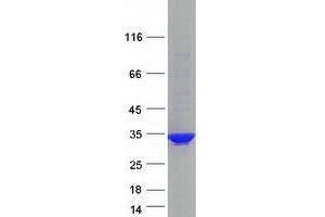 Western Blotting (WB) image for Proprotein Convertase Subtilisin/kexin Type 1 Inhibitor (PCSK1N) protein (Myc-DYKDDDDK Tag) (ABIN2712341)