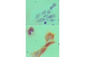 Image no. 3 for anti-Myeloid Differentiation Primary Response Gene (88) (MYD88) (AA 50-100) antibody (ABIN959910) (MYD88 抗体  (AA 50-100))