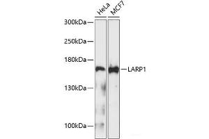 Western blot analysis of extracts of various cell lines using LARP1 Polyclonal Antibody at dilution of 1:1000. (LARP1 抗体)