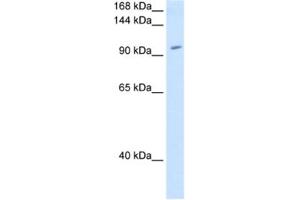 Western Blotting (WB) image for anti-Ring Finger Protein 40, E3 Ubiquitin Protein Ligase (RNF40) antibody (ABIN2462672) (RNF40 抗体)