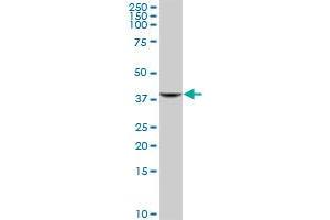 GIMAP4 MaxPab polyclonal antibody. (GIMAP4 抗体  (AA 1-329))